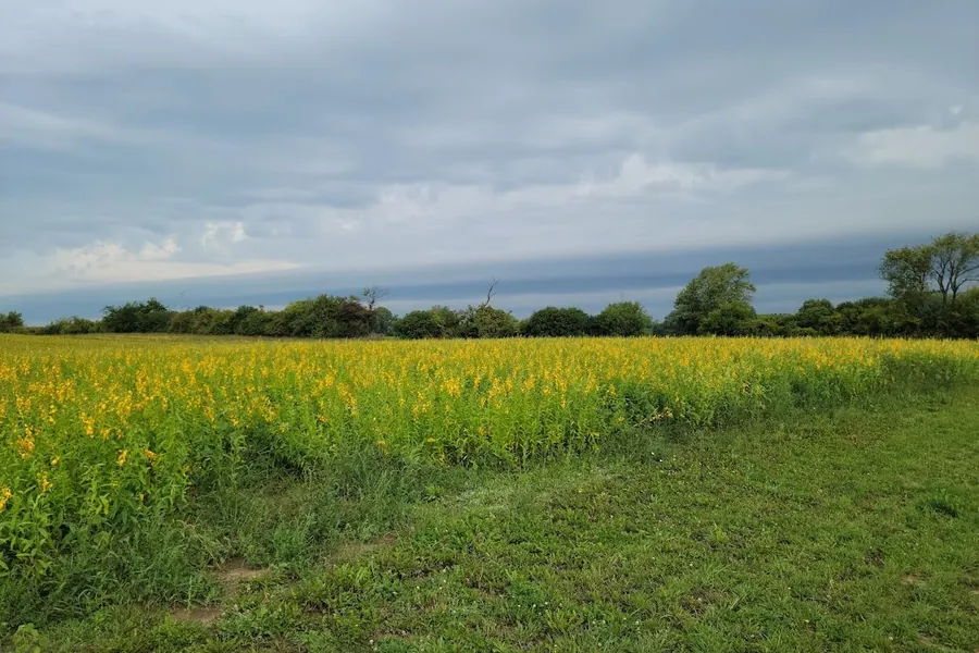 Regenerative Agriculture