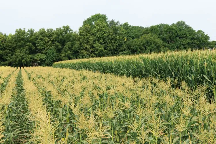 Transitioning from Commodity Crops in the field